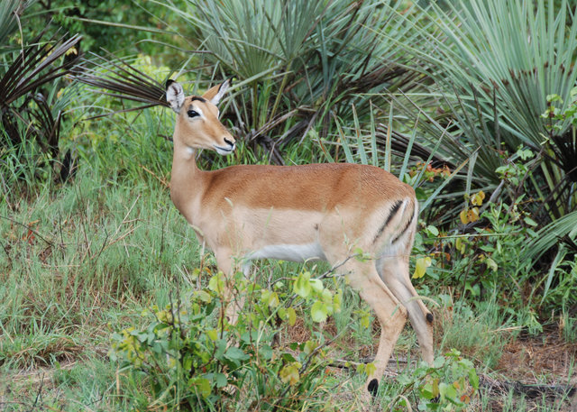 Impala