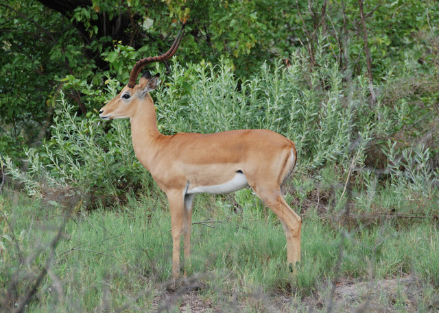 Impala adult