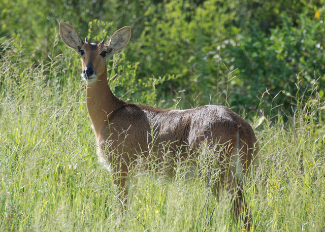 Antelope