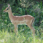 Young impala