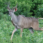 Kudu antelope