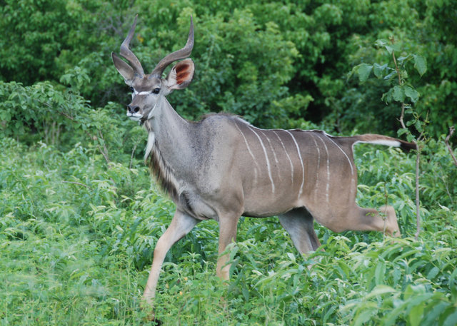 Kudu antelope