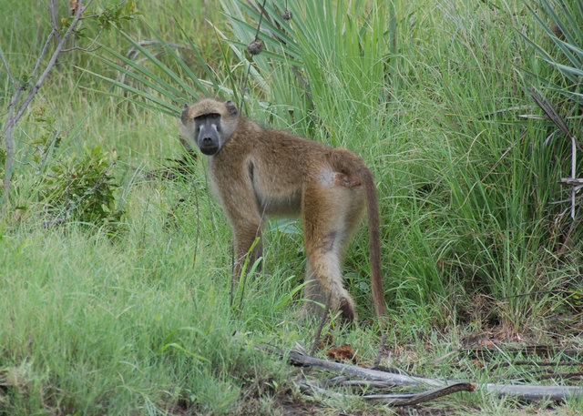 Baboon watching