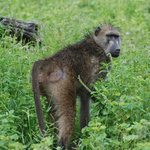 Wary baboon