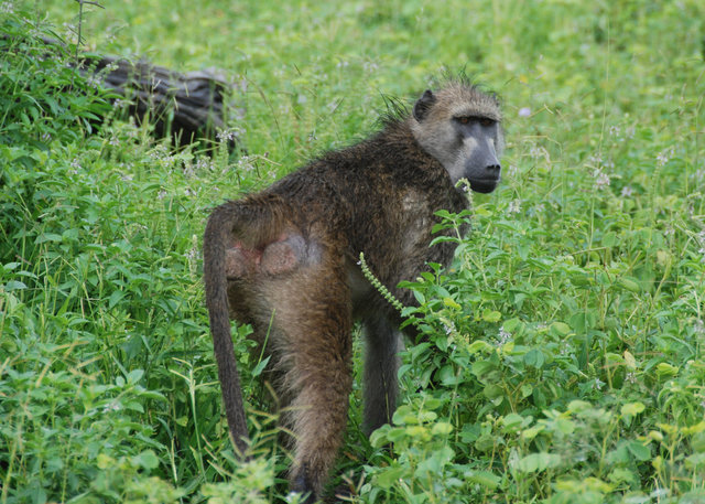 Wary baboon