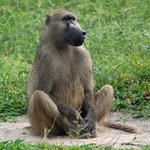 Baboon sitting