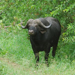 Cape buffalo