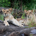 Cubs waiting