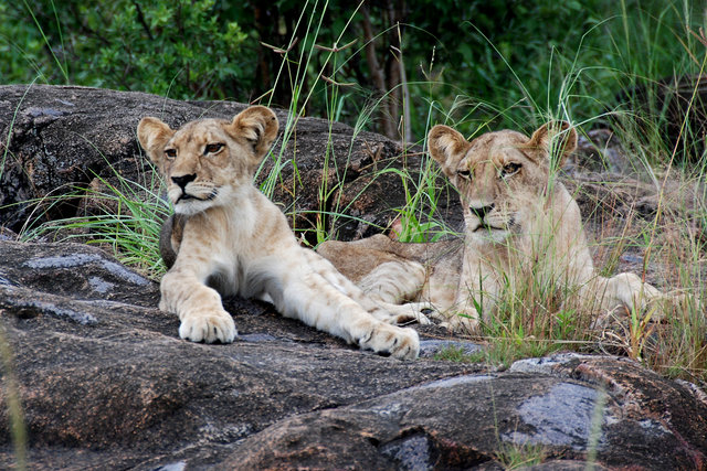 Cubs waiting