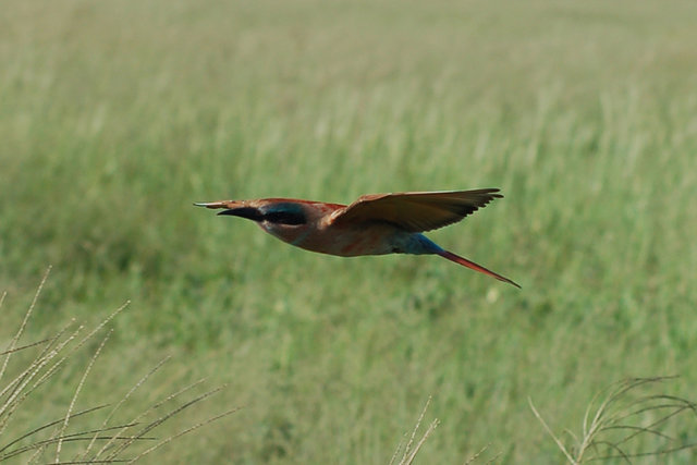 Carmine BeeEater