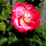 Double delight hybrid tea