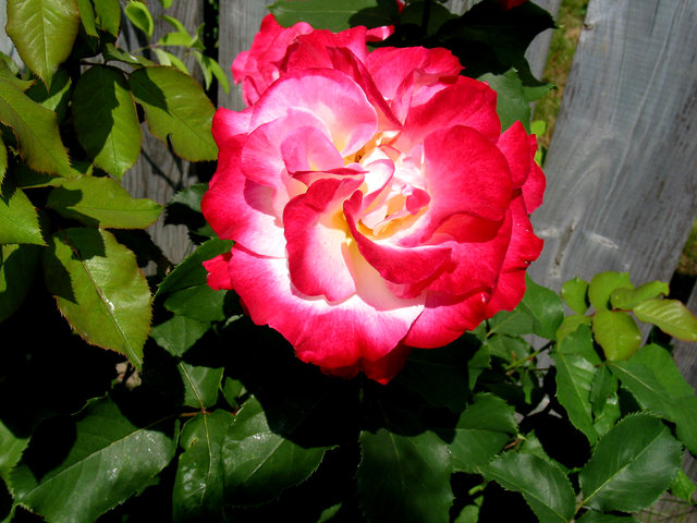 Double delight hybrid tea