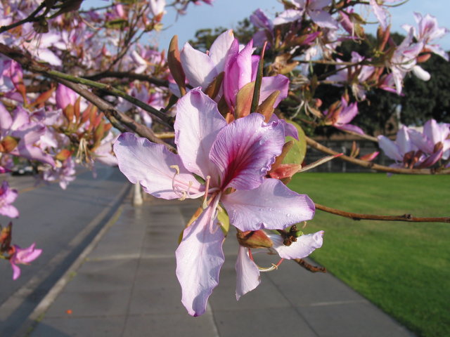 Hollywood flower