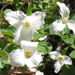 Trilliums