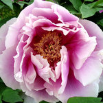 Peony