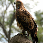 Tawny Eagle