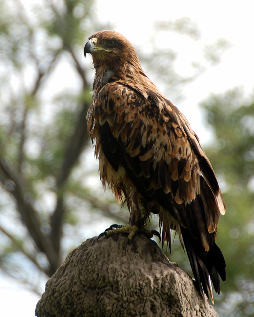 Tawny Eagle