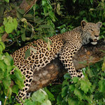 Leopard resting