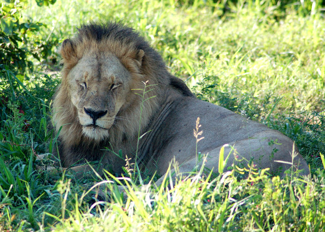 Lion sleeping