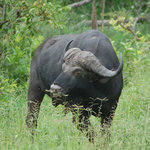 Cape buffalo