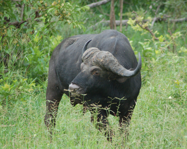 Cape buffalo