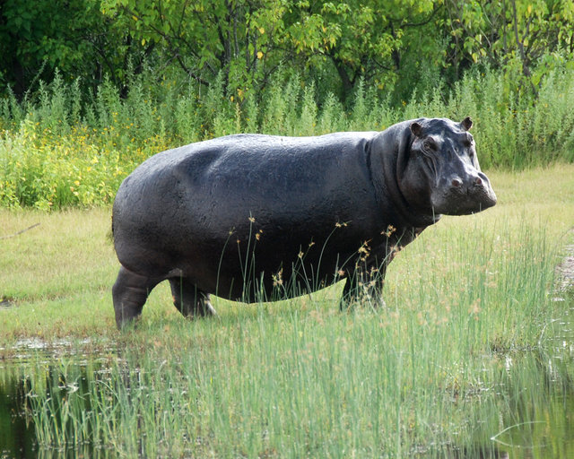 Hippo