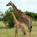 Giraffe with calf