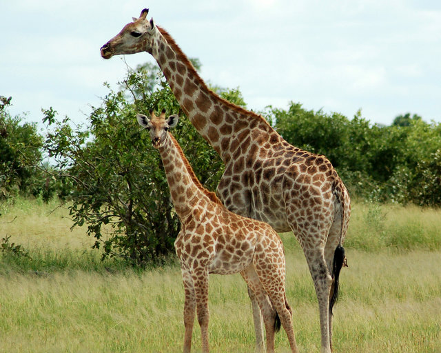 Giraffe with calf