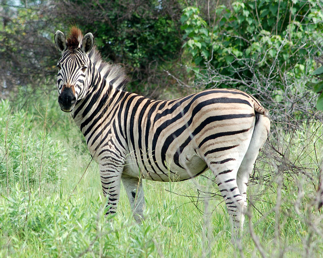 Zebra