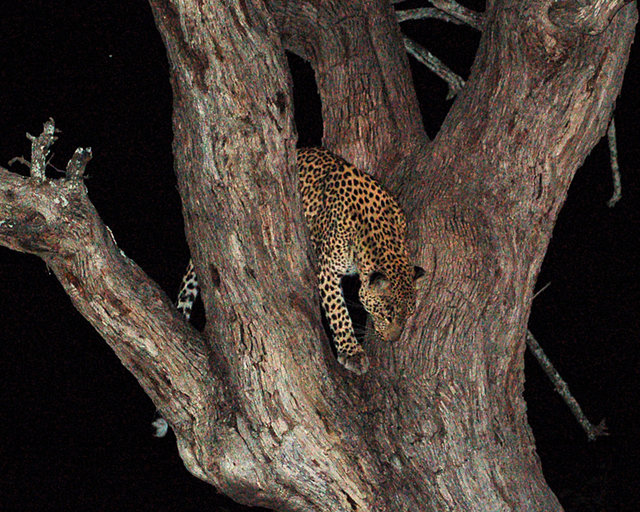 leopard at night