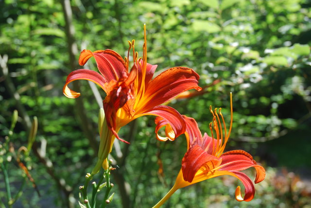 Lilies