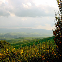 Tuscany flowers