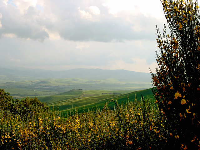 Tuscany flowers